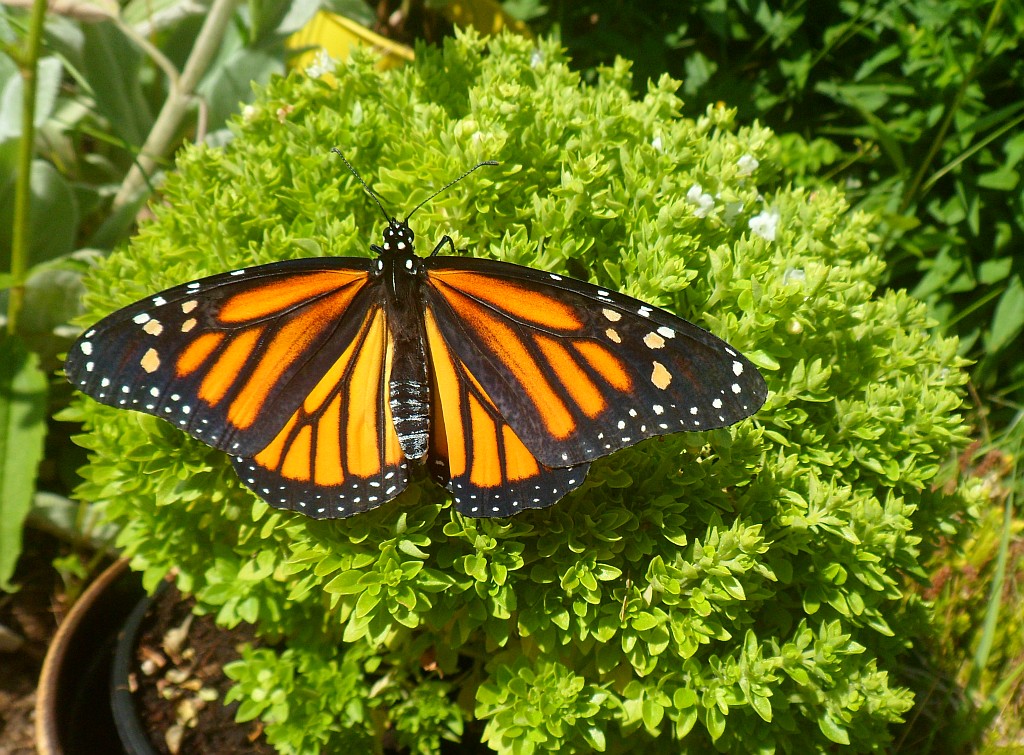 Monarch butterfly