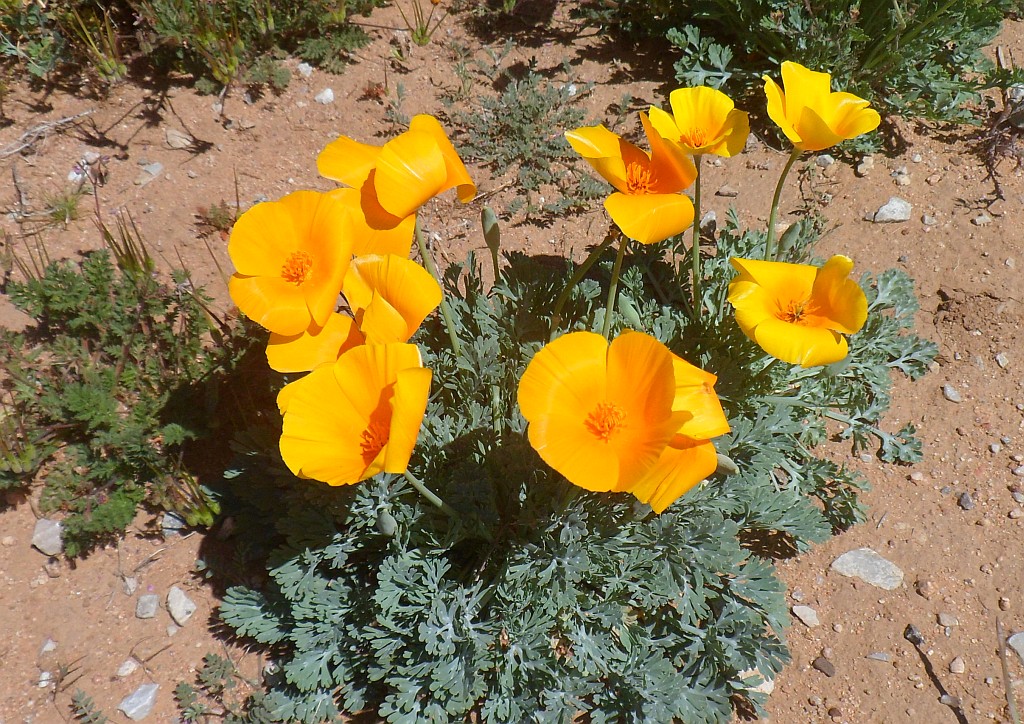 California Poppy Flower