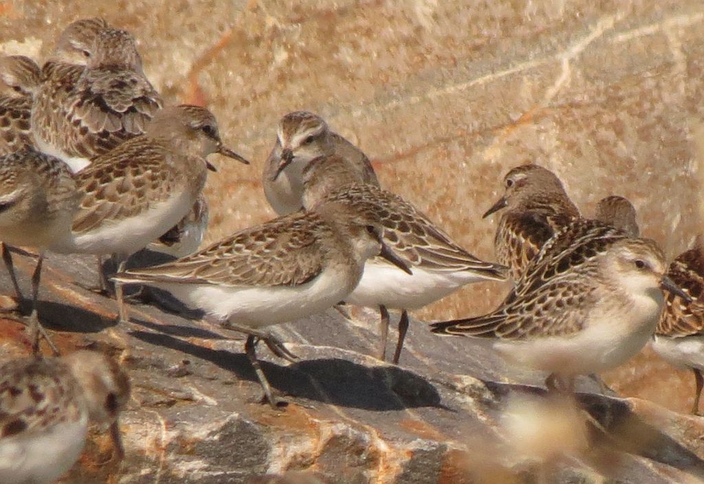 Spotted Sandpipers stopping at the Minas Basin in August during migration south.