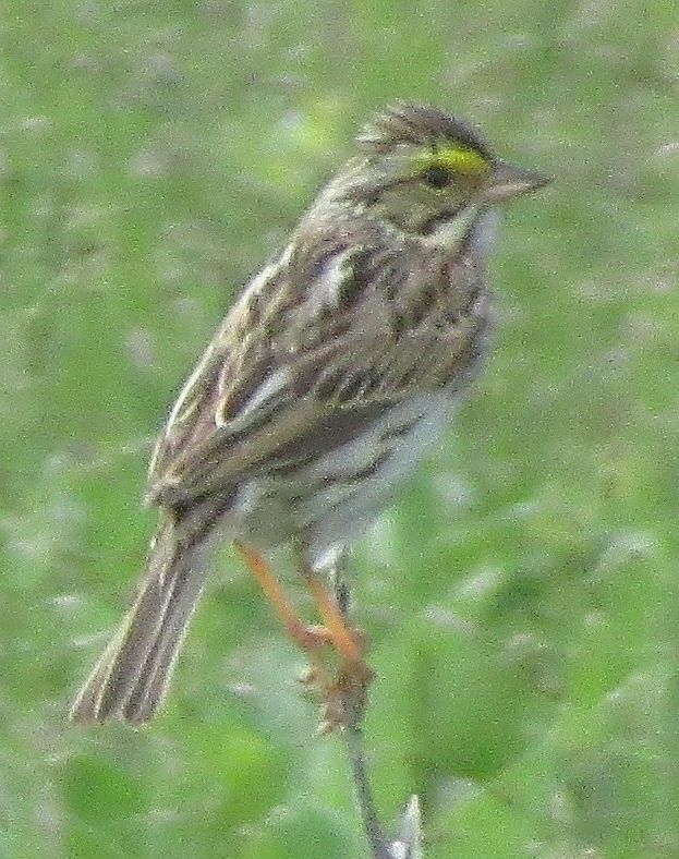                                Savannah sparrow resident in our field of milkweed in the summer